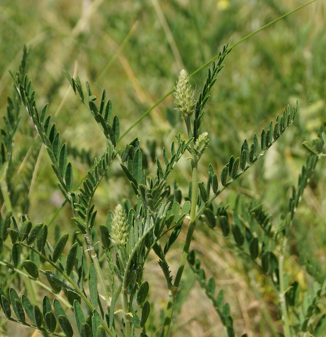 Image of Astragalus onobrychis specimen.