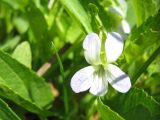 Viola stagnina