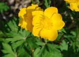 Trollius ledebourii. Цветки. Якутия, Мирнинский р-н, правый берег р. Б. Ботуобуя перед впадением в р. Вилюй. 12.06.2009.