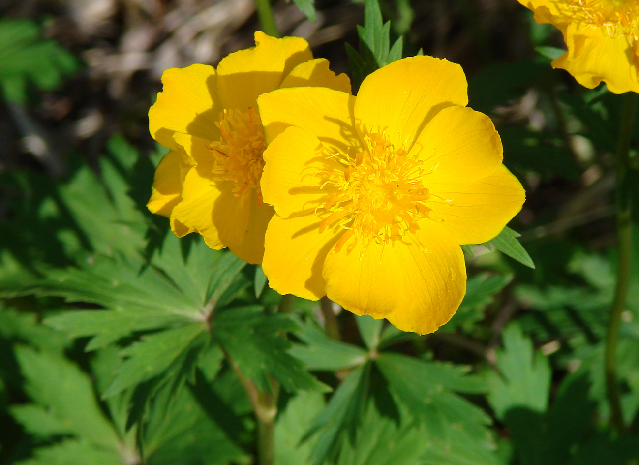 Изображение особи Trollius ledebourii.