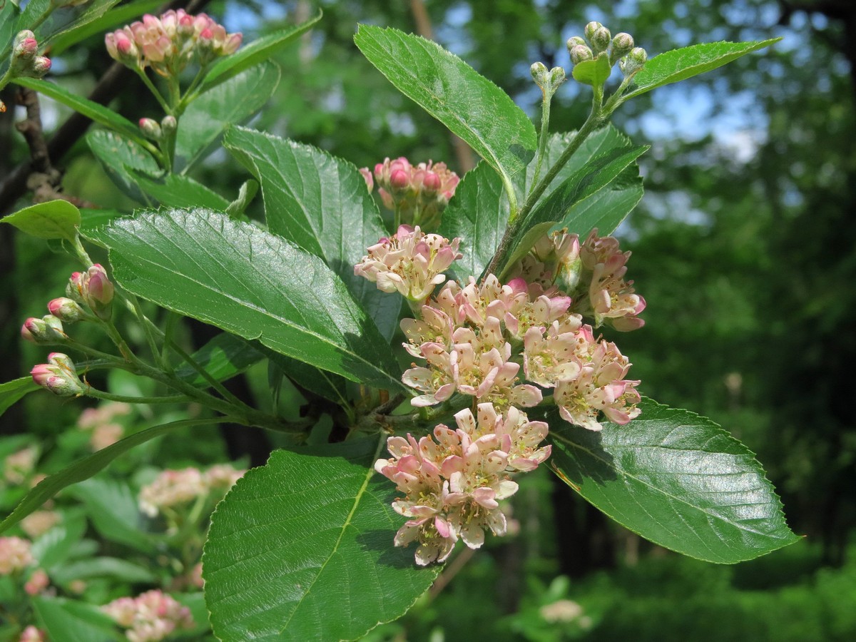 Изображение особи Sorbus sudetica.