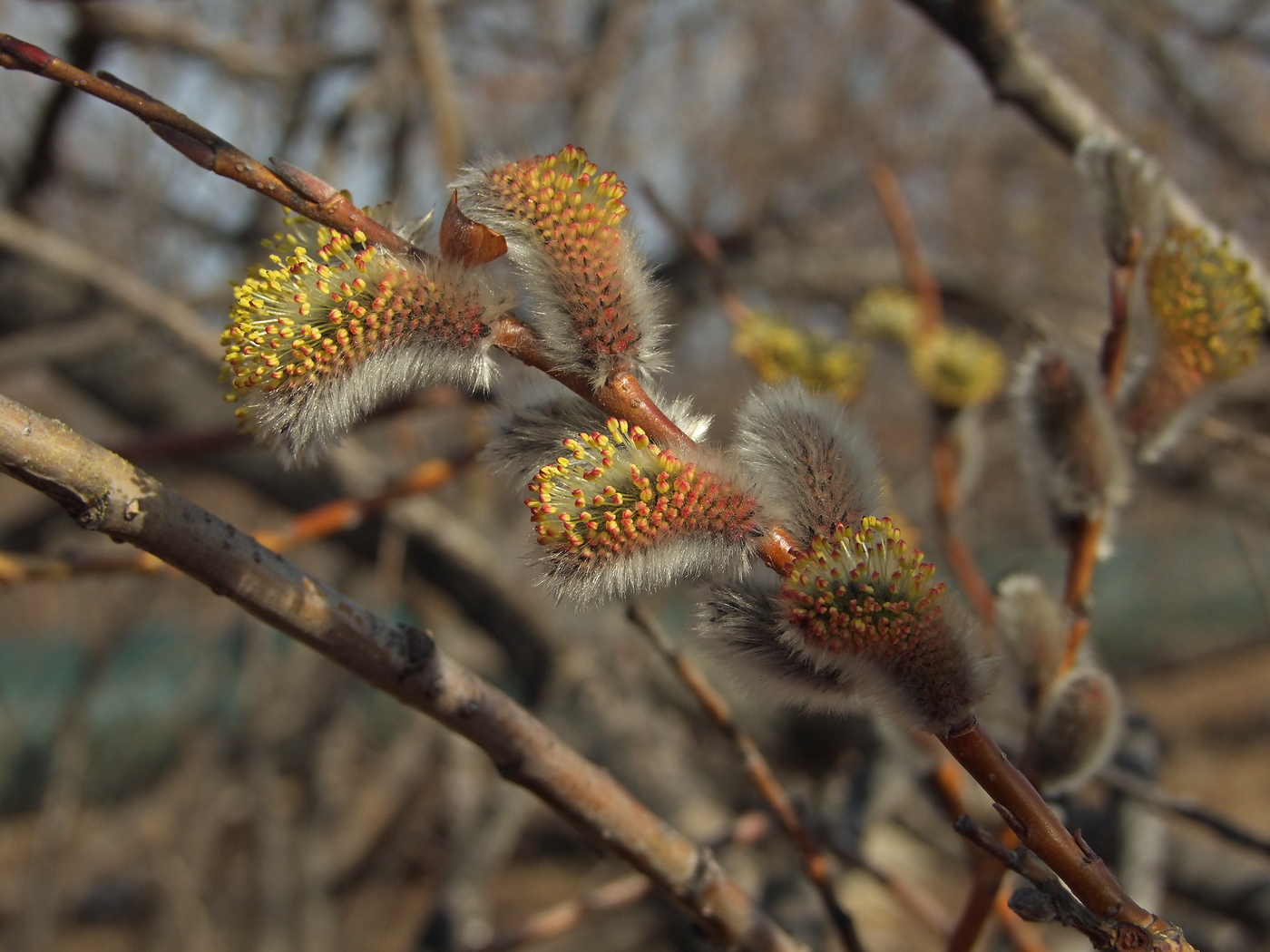 Изображение особи Salix schwerinii.