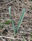 Galanthus alpinus. Плодоносящее растение (верхушка генеративного побега – за левым обрезом снимка). Республика Адыгея, правый берег р. Курджипс в 500 м выше по течению относительно Овечьей пещеры. 01.05.2018.
