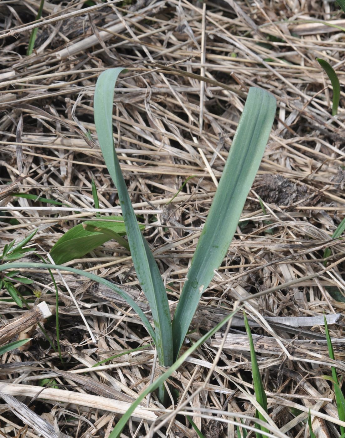 Image of Galanthus alpinus specimen.