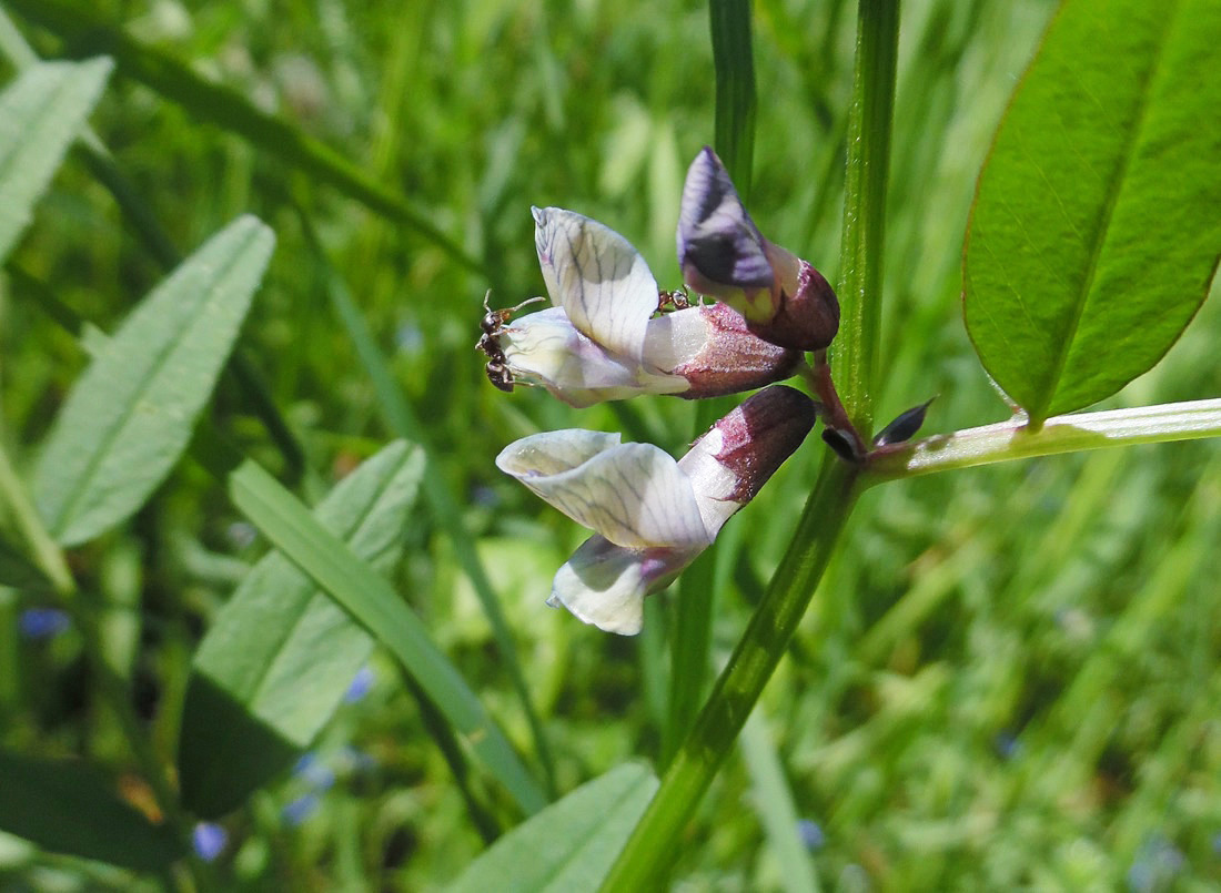 Image of Vicia sepium specimen.