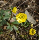 Ranunculus polyrhizos