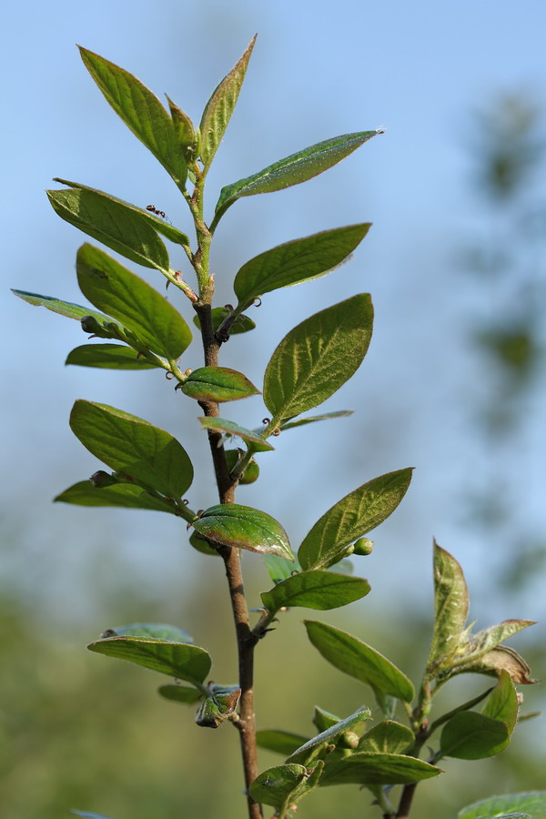 Image of Cotoneaster lucidus specimen.