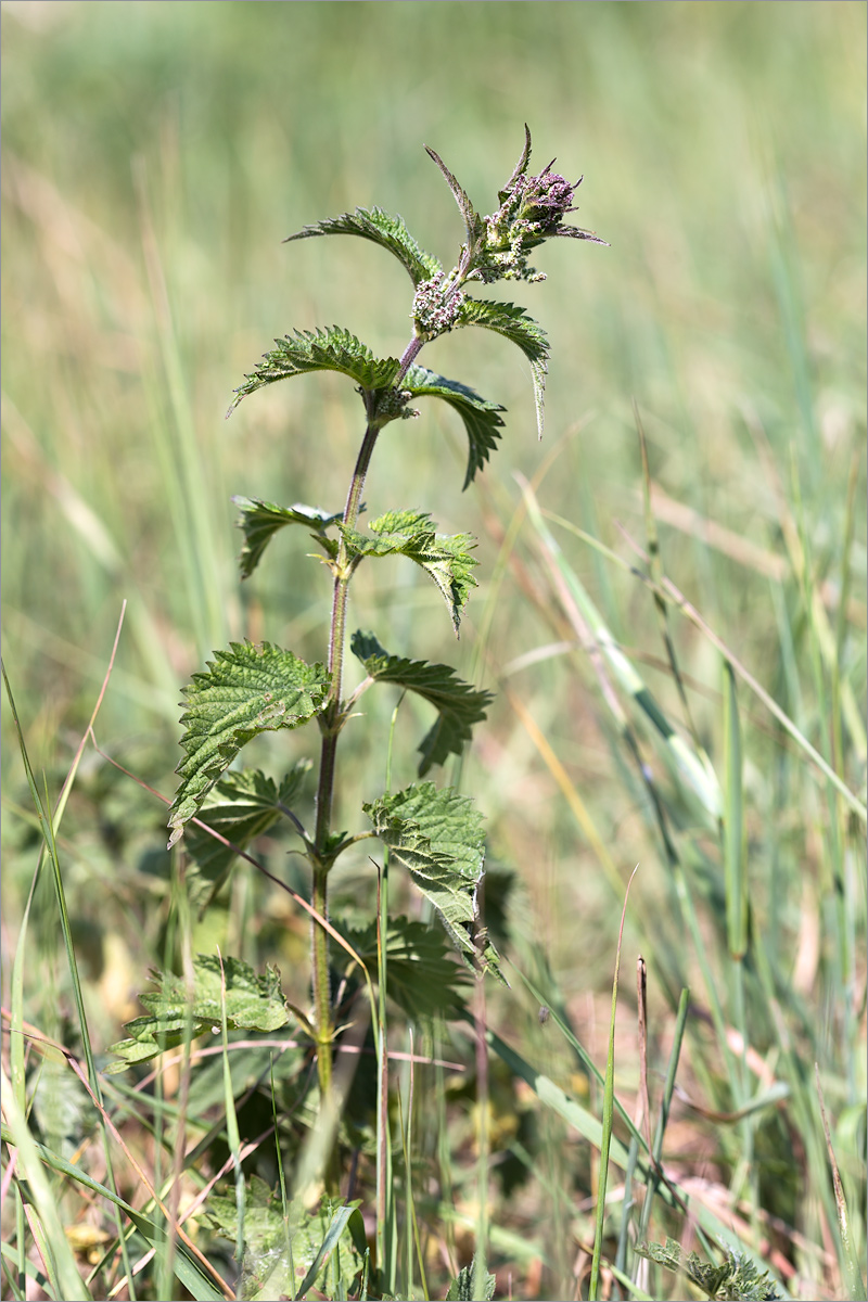 Image of Urtica dioica specimen.