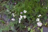 Achillea ptarmicifolia