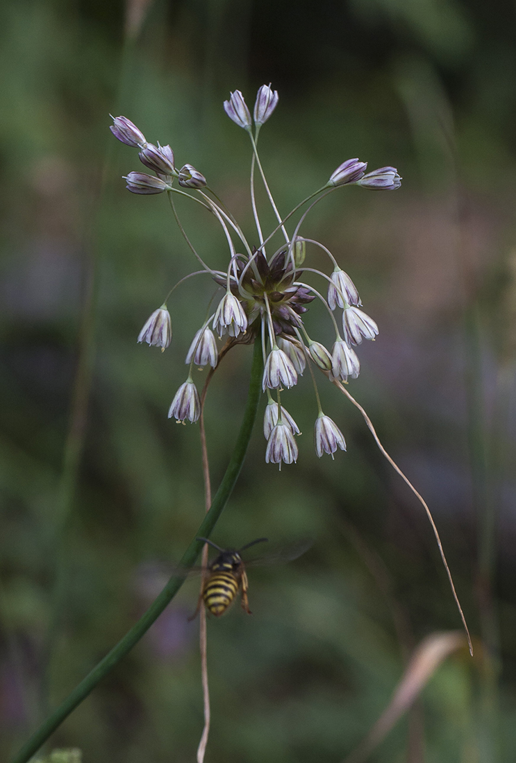 Изображение особи Allium oleraceum.