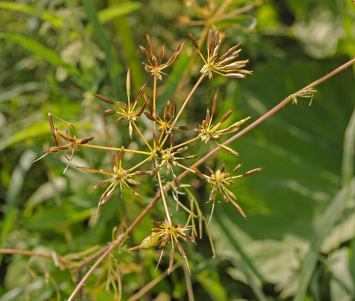 Изображение особи Chaerophyllum prescottii.