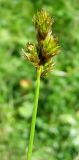 Carex leporina