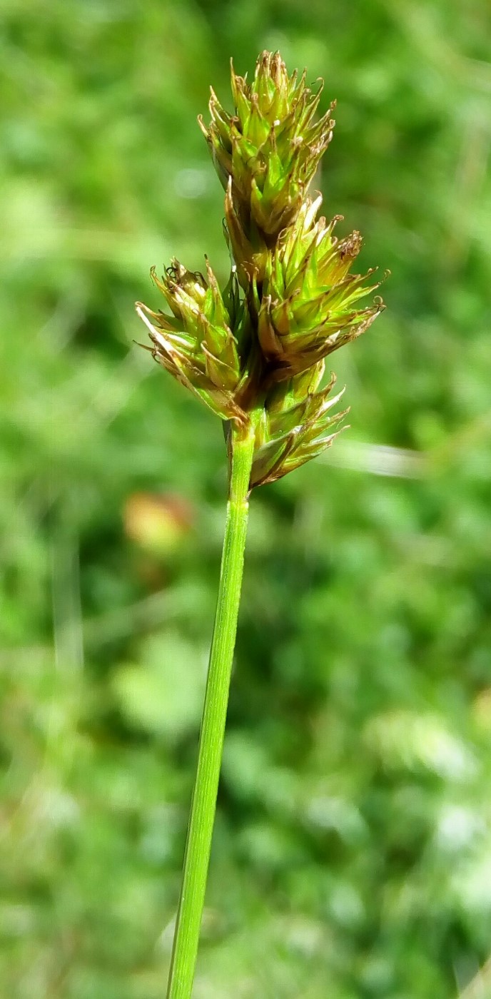 Изображение особи Carex leporina.