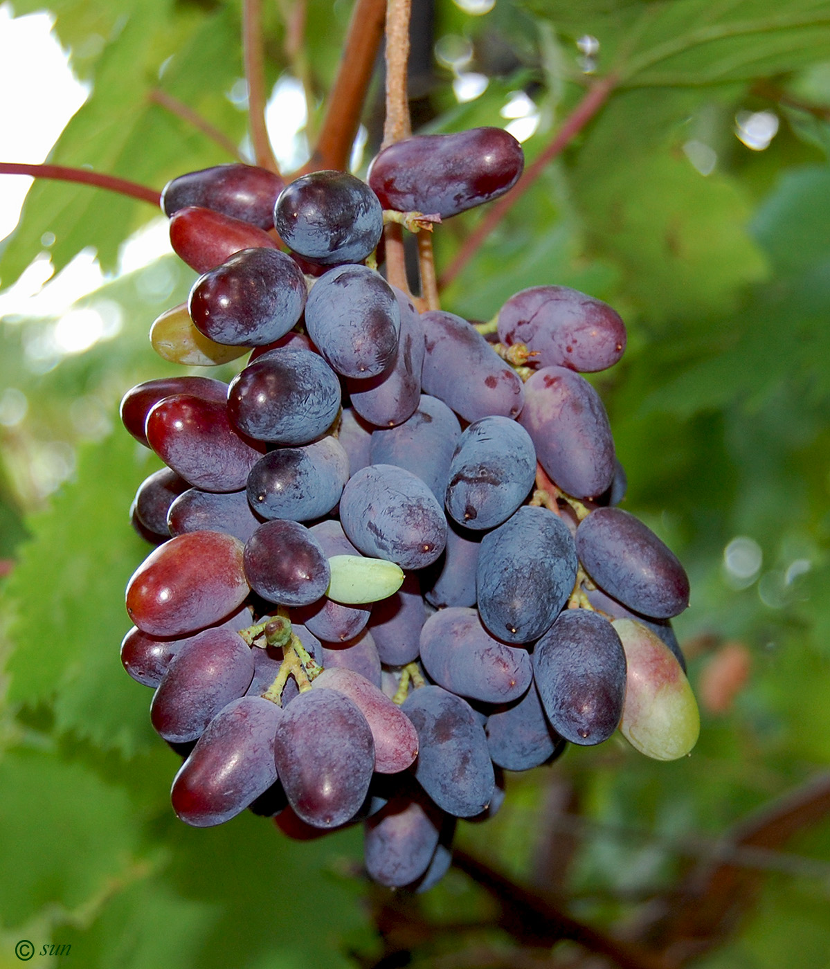 Image of Vitis vinifera specimen.