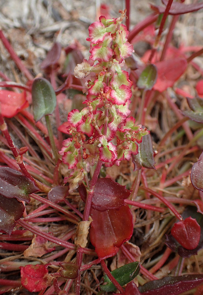 Image of Rumex tuberosus ssp. creticus specimen.