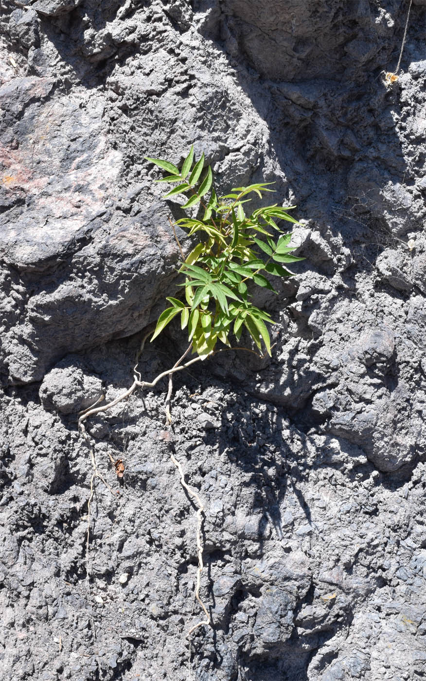 Изображение особи Ailanthus altissima.