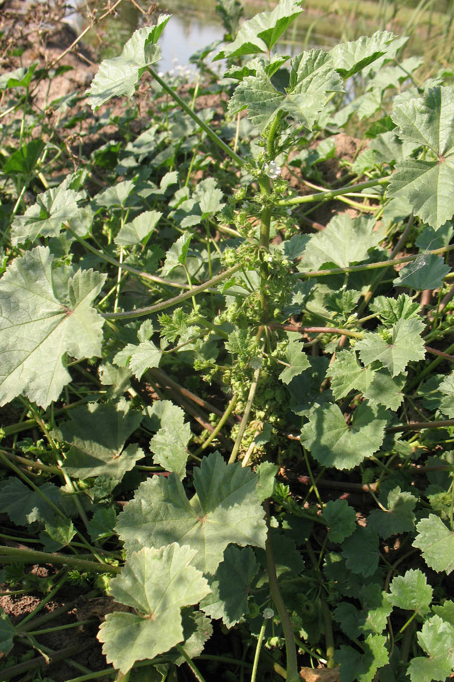 Image of Malva pusilla specimen.