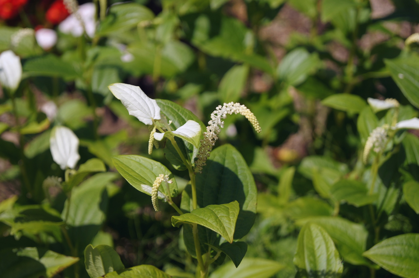 Изображение особи Saururus chinensis.