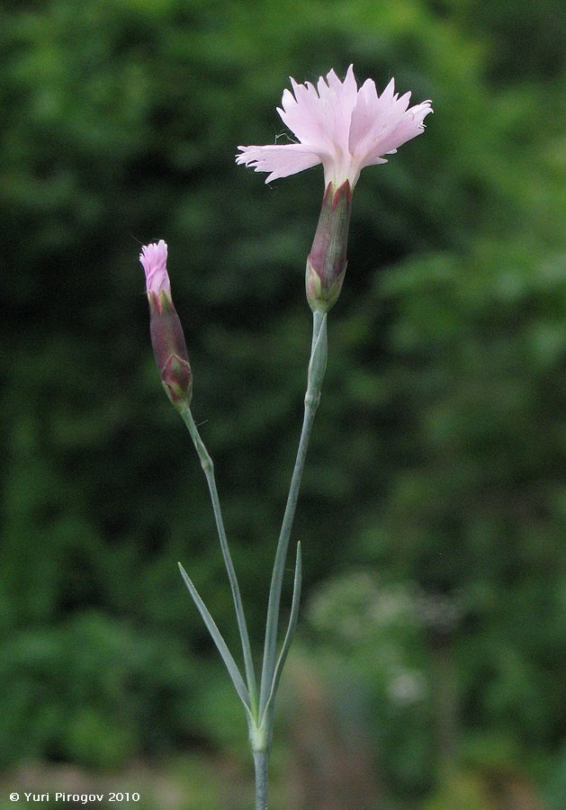 Изображение особи род Dianthus.