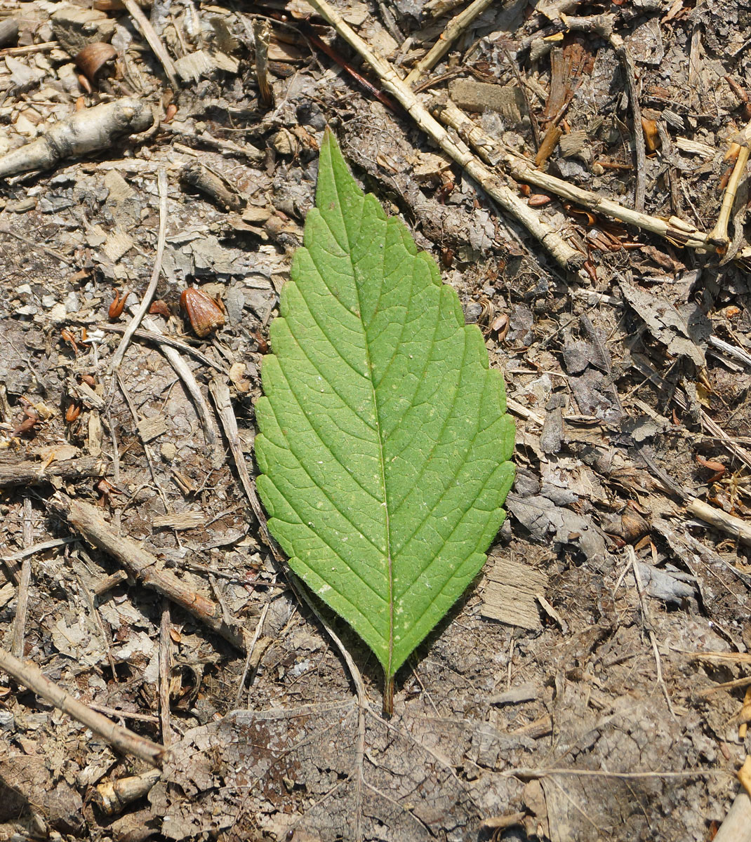 Image of Galeopsis bifida specimen.