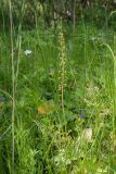 Listera ovata