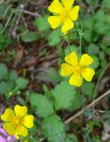 Potentilla stipularis