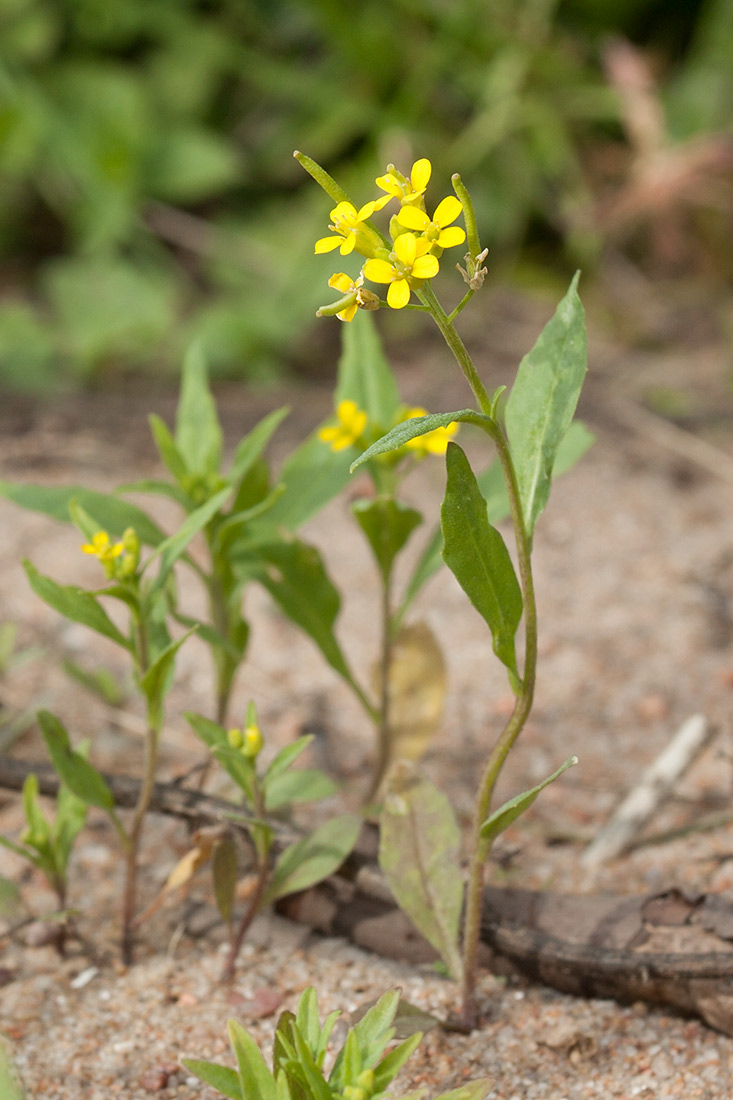 Image of Erysimum cheiranthoides specimen.