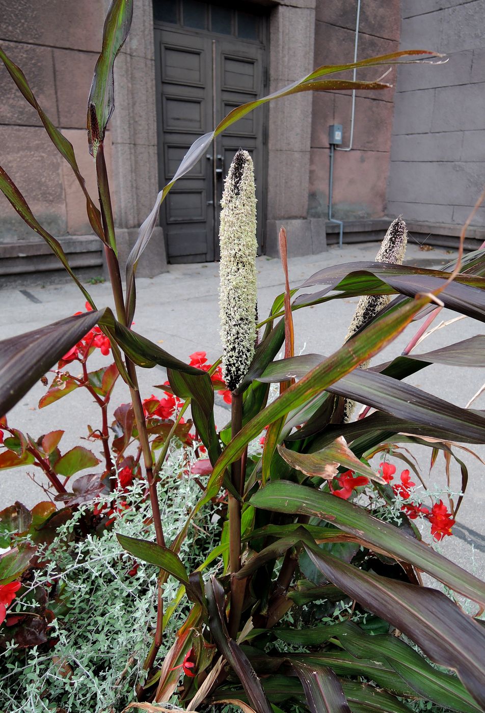 Image of Pennisetum americanum specimen.