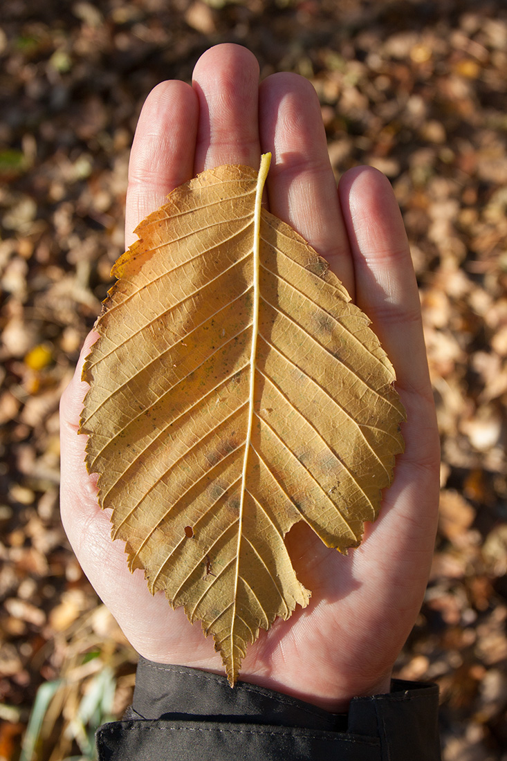 Image of Ulmus laevis specimen.