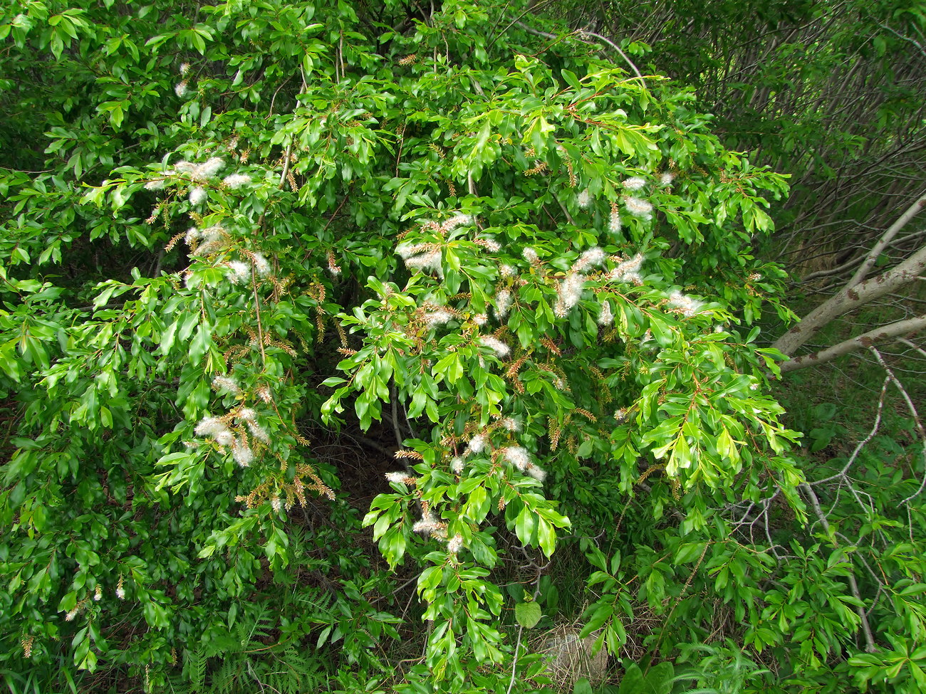 Изображение особи Salix udensis.