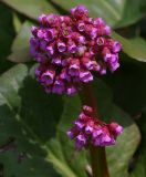 Bergenia crassifolia