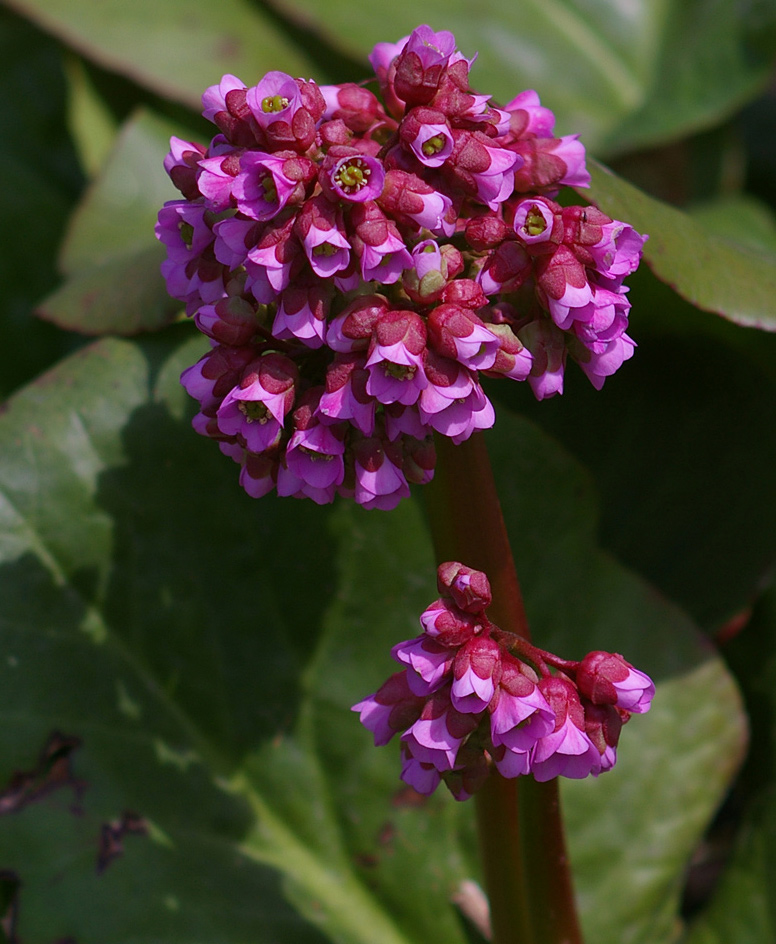 Изображение особи Bergenia crassifolia.