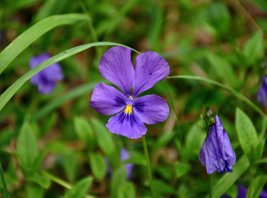 Изображение особи Viola altaica.