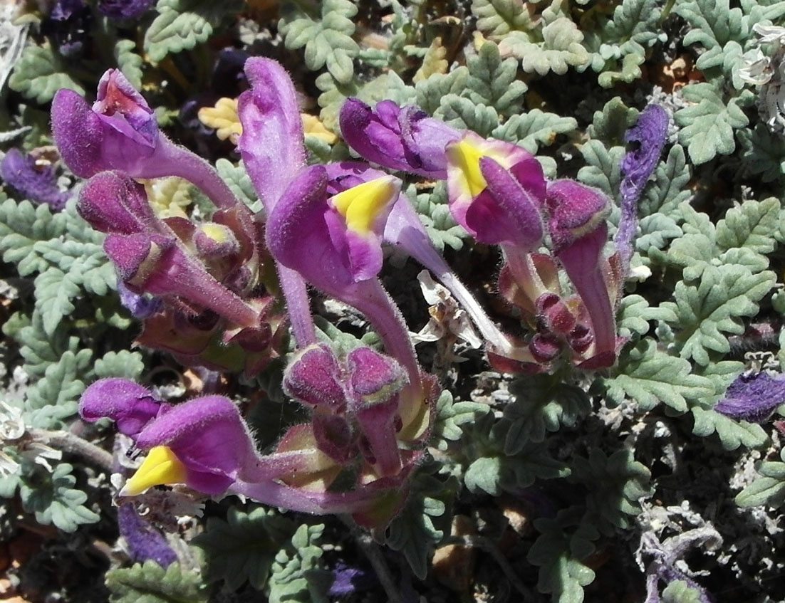 Изображение особи Scutellaria turgaica.