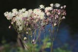 Thalictrum contortum