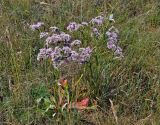 Goniolimon speciosum. Цветущие и плодоносящие растения. Хакасия, Ширинский р-н, берег оз. Малое Белё, степь. 12.07.2018.