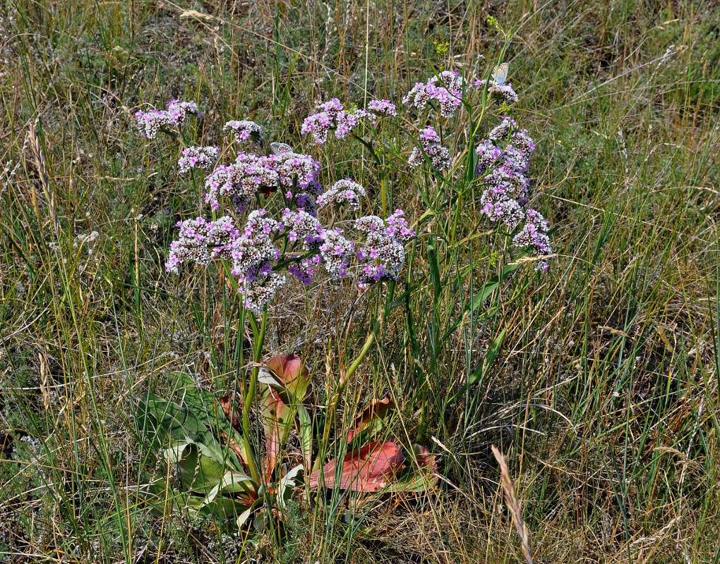 Изображение особи Goniolimon speciosum.