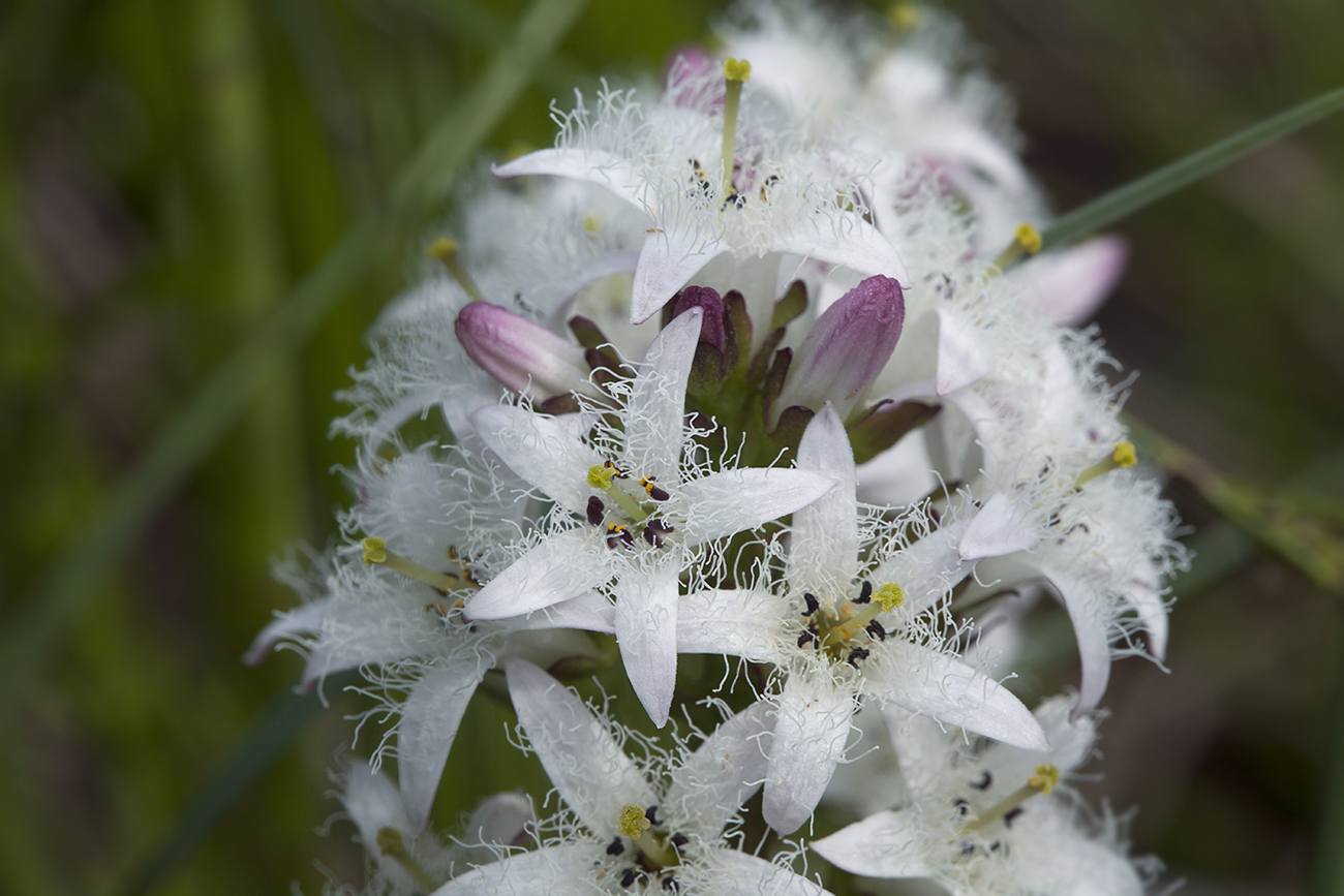 Изображение особи Menyanthes trifoliata.