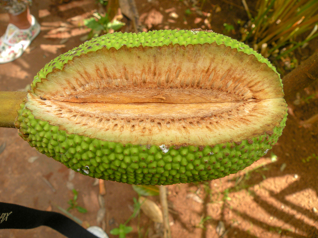 Image of Artocarpus altilis specimen.