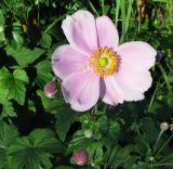 Anemone hupehensis. Цветок и бутоны. Москва, природно-ландшафтный парк \"Зарядье\", в культуре. 21.09.2018.