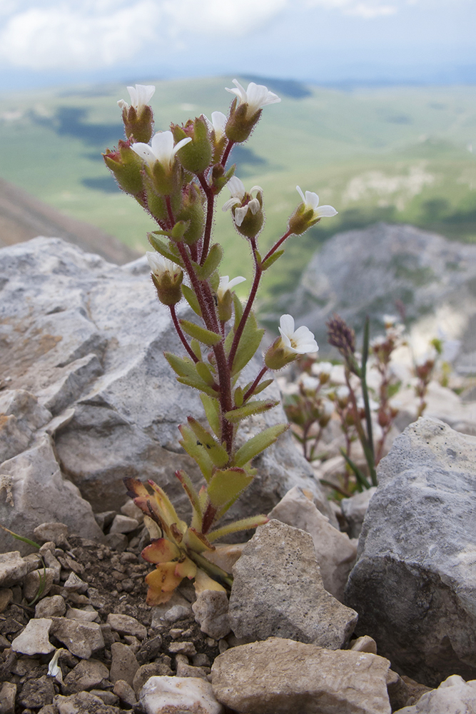 Image of Saxifraga adscendens specimen.