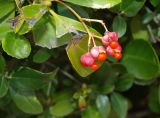 Euonymus japonicus. Плоды и листья. Израиль, Иерусалим, парк Saher, в озеленении. 23.01.2018.