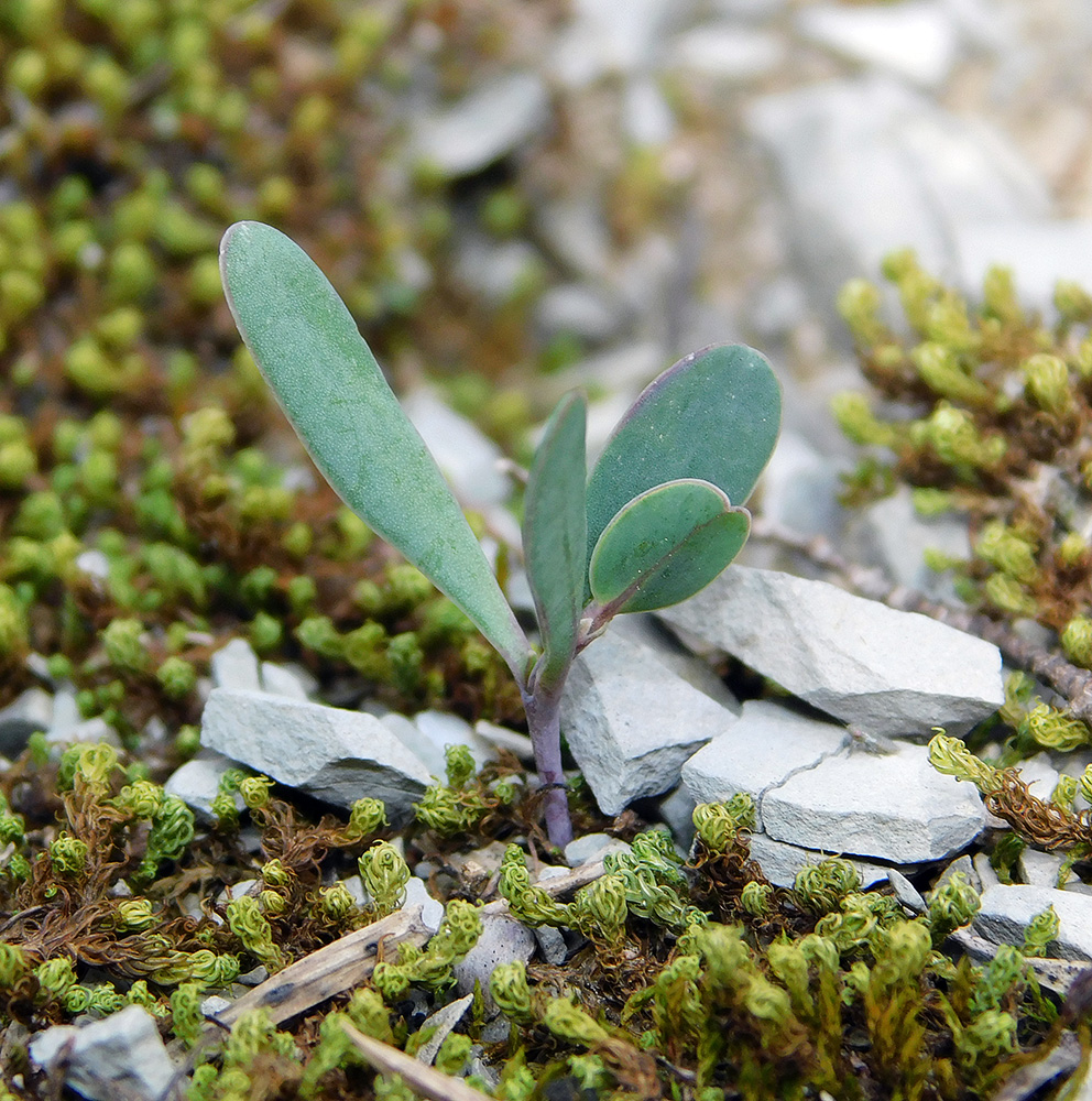 Изображение особи Coronilla scorpioides.