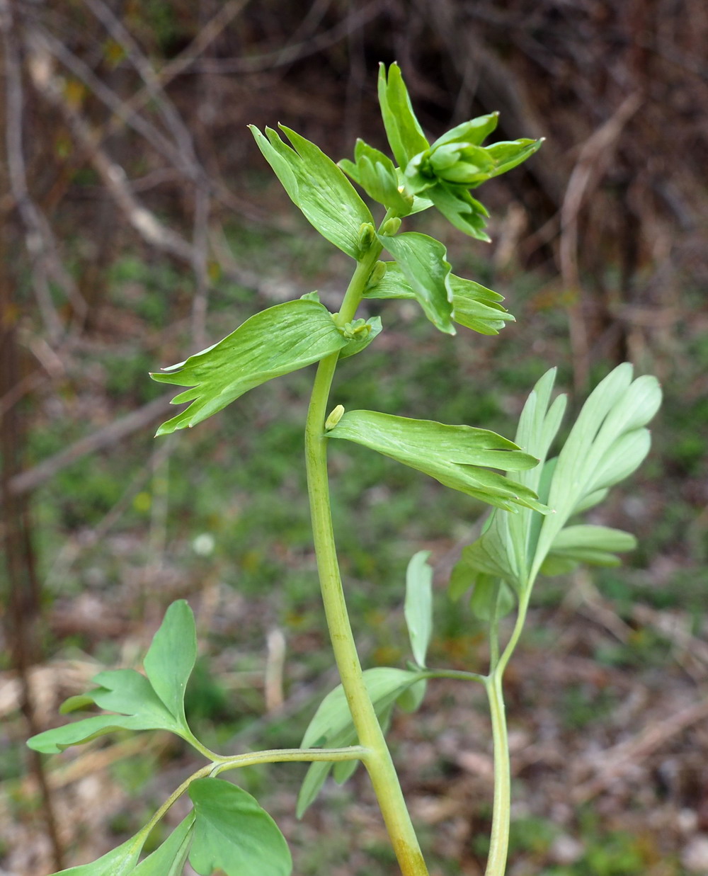 Изображение особи Corydalis talpina.