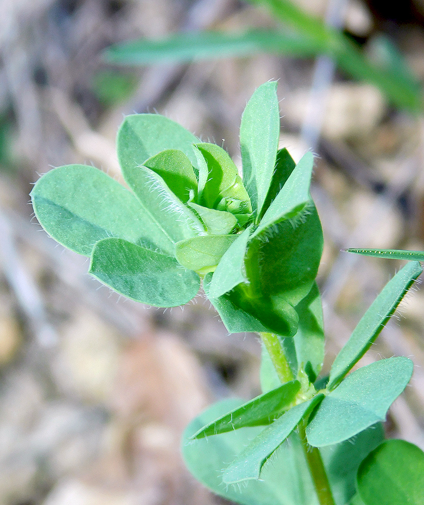 Image of Dorycnium herbaceum specimen.