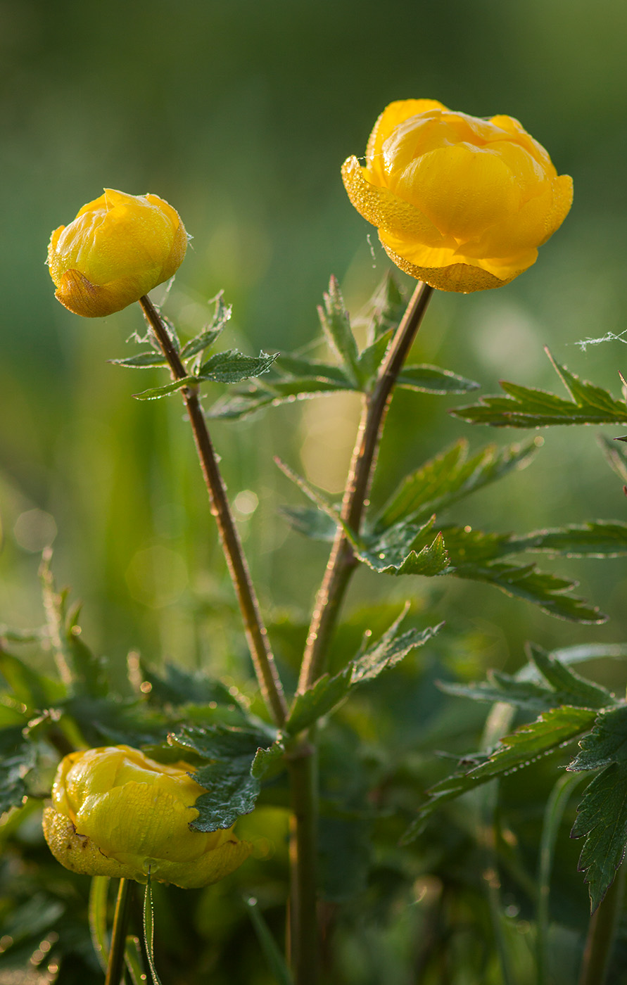 Изображение особи Trollius europaeus.