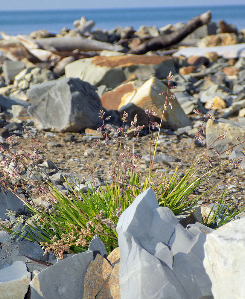 Image of Poa annua specimen.