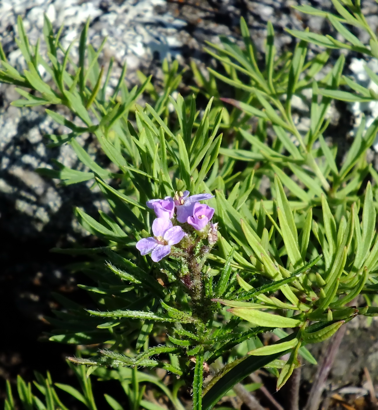 Image of Dontostemon integrifolius var. glandulosus specimen.