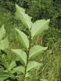 Ulmus minor