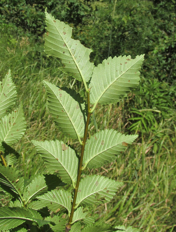 Image of Ulmus minor specimen.